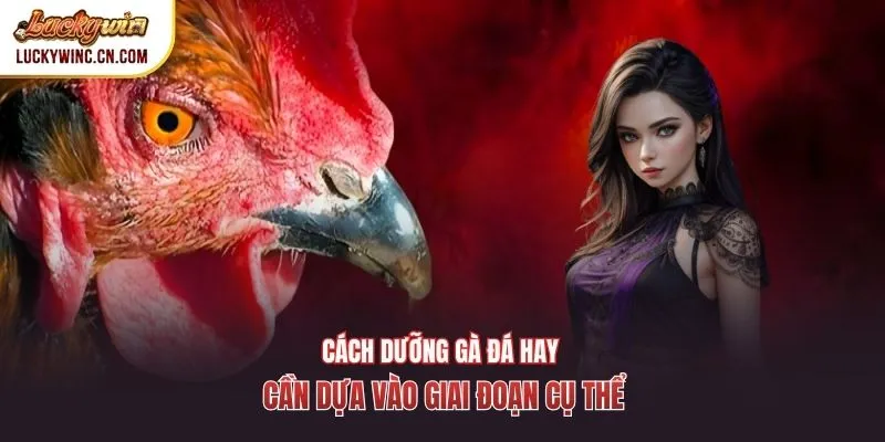 Cách dưỡng gà đá hay cần dựa vào giai đoạn cụ thể