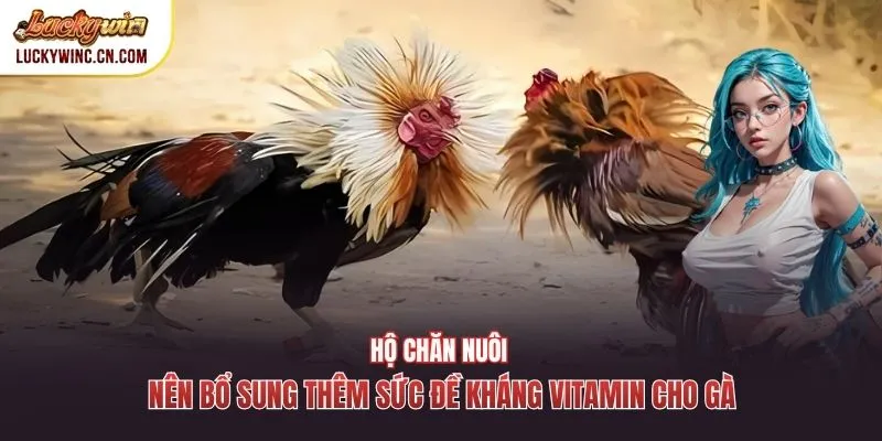Hộ chăn nuôi nên bổ sung thêm sức đề kháng vitamin cho gà